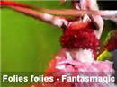 Folies Folies